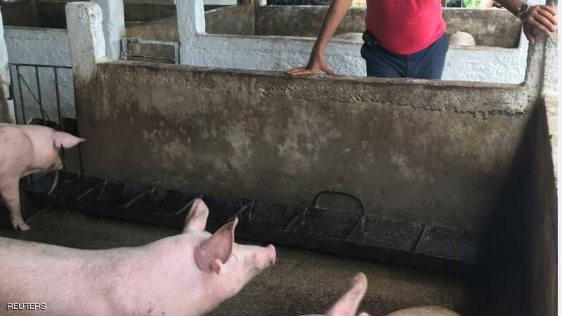 حمى الخنازير الأفريقية