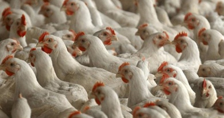 "الزراعة" تقرر منع استيراد اللحوم البيضاء حتى إشعار آخر