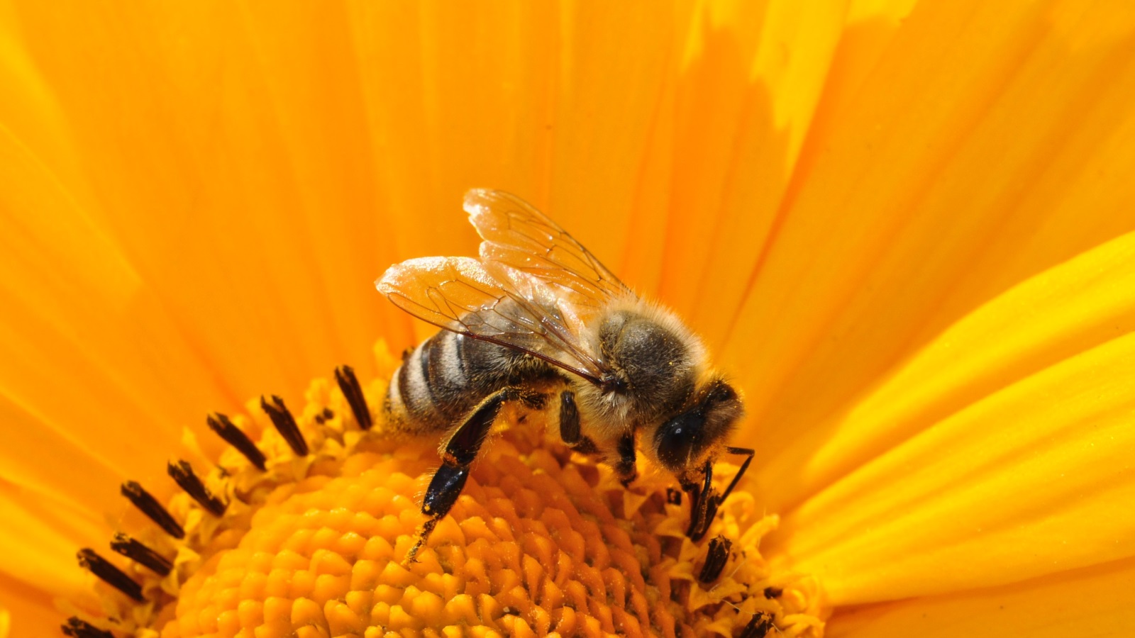 سم النحل قد يكون علاجا فعالا لمرض التهاب الجلد التأتبي