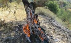 مستوطنون يضرمون النار