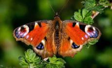 إحصاء الفراشات في بريطانيا هو الأكبر من نوعه في العالم.