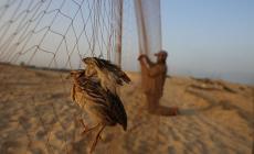 البطالة وغياب الرقابة يدفعان لصيد الطيور الجائر