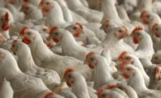 "الزراعة" تقرر منع استيراد اللحوم البيضاء حتى إشعار آخر