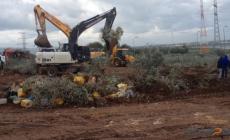 الاحتلال يجرف أراضي ويقتلع أشتال كرمة وزيتون جنوب بيت لحم