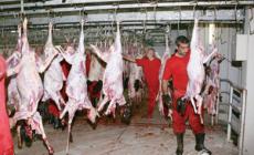 الاحتلال يسمح بادخال 40 رأس من العجول الي قطاع غزة