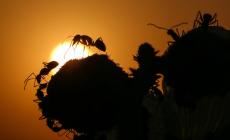 كيف يشم النمل الطريق الصحيح؟