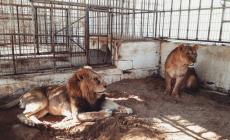 نفوق 4 أشبال في حديقة حيوان في رفح بسبب البرد