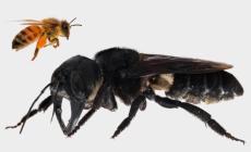 أكبر نحلة على وجه الأرض