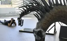 نوع جديد من الديناصورات في الأرجنتين.. بشوك على ظهره