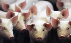 مجموعة خنازير جائعة تلتهم مربيتها بطريقة مروعة