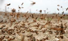 هل يجتاح الجراد فلسطين ؟