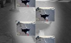 الاحتلال يُقرر تسليم جثمان الشهيدة سماح مبارك الجمعة