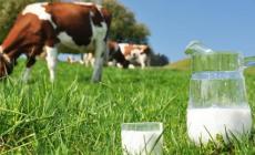 حليب الأبقار ولحومها جزء أساسي من غذائنا يدخل في أغلب وجباتنا اليومية