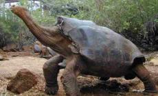 تعرف على أكثر الحيوانات المعمرة