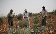 مستوطنون يقطعون أكثر من 150 شجرة زيتون شرق رام الله