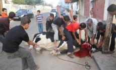 بعد أدائهم صلاة العيد .. الفلسطينيون يحييون مشاعر عيد الأضحى