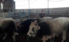 الأوقاف: ذبح 75 بقرة خلال العيد لتوزيعها على مئات الأسر الفقيرة