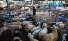 بدء توزيع لحوم الأضاحي التركية في غزة