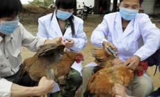 الصين تعدم 17 ألف طير من الدواجن بسبب إنفلونزا الطيور