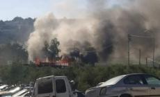 صورة من مكان الشجار