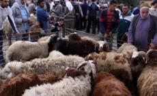 "الزراعة" بغزة تكشف تفاصيل استعدادتها لموسم الأضاحي