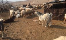 نفوق أكثر 60 رأسا من الماشية بسموم رشها مستوطنون في الأغوار