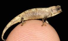 صورة لأصغر حيوان زاحف