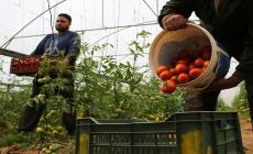 تعرف على أسعار الخضراوات والفواكه واللحوم في غزة اليوم الاثنين 7 أغسطس 2023