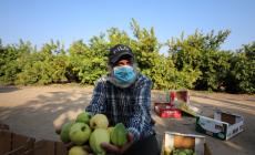 بعد 16 عاما على الاندحار.. كيف تحولت الكثبان الرملية إلى خضراء؟