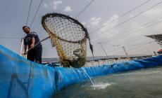 الاستزراع السمكي طريق الصيادين للتخلص من بطش الاحتلال