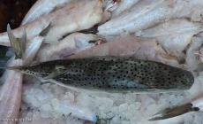 الزراعة بغزة: إجراءات مشددة لمنع تداول "سمكة الأرنب"