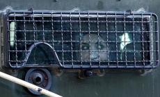 اسيرة فلسطينية