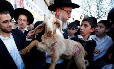 دعوات (إسرائيلية) لإحضار القرابين الحيوانية على أبواب الأقصى