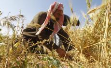 مزار ع يحصد القمح