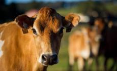 هل يجوز الجمع بين الأضحية والعقيقة؟