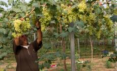 قطف العنب بغزة