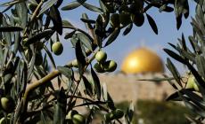 شجر الزيتون في محيط الأقصى