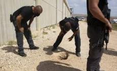 نفق الحرية يطيح بقائد سجن جلبوع