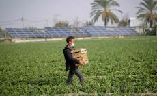 وزارة العمل بغزة تعلن عن فرص عمل للعمال المزارعين- رابط التسجيل