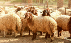 إليك موعد إجازة عيد الأضحى 2023.. إجازة عيد الأضحى 1444 للموظفين الحكوميين