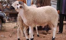 عبارات تهنئة عيد الأضحى 2023.. أجمل تهاني عيد الأضحى 2023 للأهل والأصدقاء.. عيد الأضحى 2023