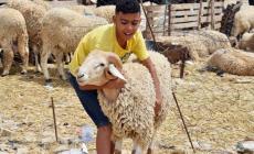 سعر الأضاحي في مصر2023،، عيد الأضحى 2023