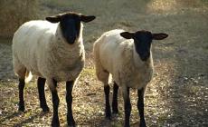 موعد إجازة عيد الأضحى 2023.. إجازة عيد الأضحى 1444 للموظفين الحكوميين