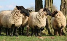 إليك موعد إجازة عيد الأضحى 2023.. إجازة عيد الأضحى 1444 للموظفين الحكوميين.. عيد الأضحى فلكياً