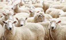 تعرف على أسعار الأضاحي في غزة بعيد الأضحى 2023