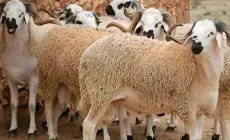 إليك أجمل عبارات تهنئة عيد الأضحى 2023.. أجمل تهاني عيد الأضحى 2023 للأهل والأصدقاء