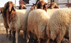 إليك موعد إجازة عيد الأضحى 2023.. العد التنازلي لعيد الأضحى 2023.. عيد الأضحى فلكياً