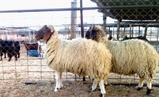 إليك أسعار الأضاحي في غزة بعيد الأضحى 2023.. أسعار لحوم الأضاحي 2023