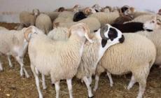 إليك موعد عيد الأضحى 2023.. العد التنازلي لعيد الأضحى 2023.. موعد عيد الأضحى فلكياً