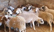 موعد عيد الأضحى 2023.. العد التنازلي لعيد الأضحى 2023.. موعد عيد الأضحى فلكياً